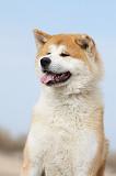 AKITA INU 174